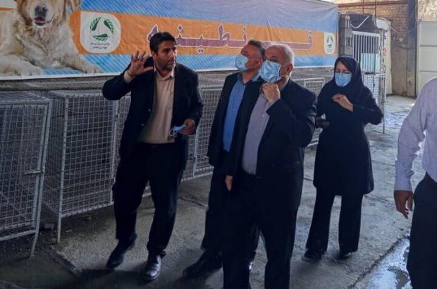 زندی: ساماندهی سگ‌های بلاصاحب سنندج باید بر مبنای اصول علمی انجام شود