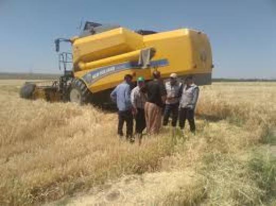 برداشت جو از مزارع آذربایجان غربی آغاز شد