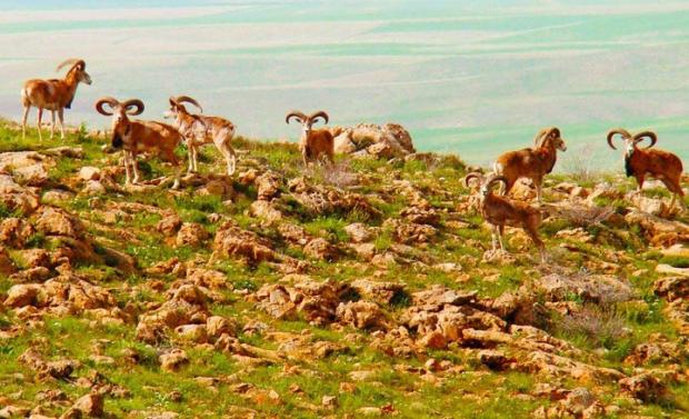 معاون محیط زیست طبیعی و تنوع زیستی استان کردستان با تبریک روز ملی گونه های بومی و برشمردن اهمیت حفظ گونه های بومی برای بقای زیستگاه ها و اکوسیستم ها برای بقای گونه های بومی، گفت: نگهداری از گونه‌های زیستی گیاهی و جانوری گوناگون بومی کشور، نقش حیاتی در پایداری طبیعت و چرخه‌های زیستی، اقتصاد، معیشت، حیات و سلامت مردم دارند از اینرو نیازمند برنامه ریزی و مشارکت حداکثری در این زمینه خواهیم بود.
