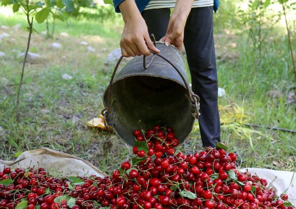 سرمازدگی تولید گیلاس اشنویه را به نصف کاهش داد