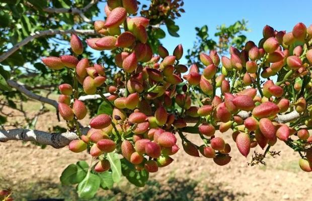توسعه کاشت پسته در حاشیه دریاچه ارومیه