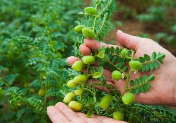 کشت ۳۵۰۰ هکتار نخود در شهرستان ویژه میانه