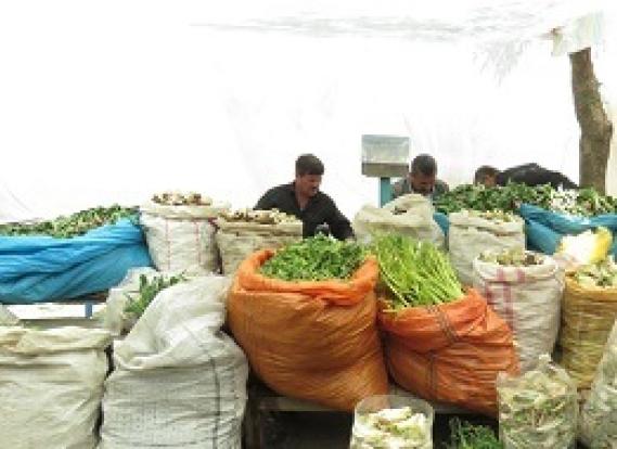 گیاهان خوراکی کوهستان؛ میراثی از طبیعت کردستان