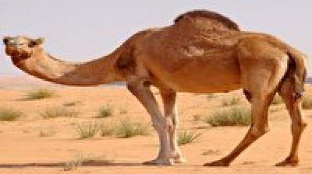 تولید سالانه ۱۲۰ تن گوشت شتر در اسکو
