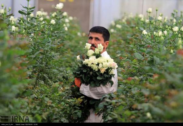 دیواندره- همزمان با سالروز شهادت حضرت امام رضا(ع)، فضای هیئت مذهبی آل‌طه دیواندره رنگ و بوی ماتم گرفت و مردم با حضور در مراسم سوگواری، عشق و ارادت خود را به امام رضا(ع) ابراز کردند.