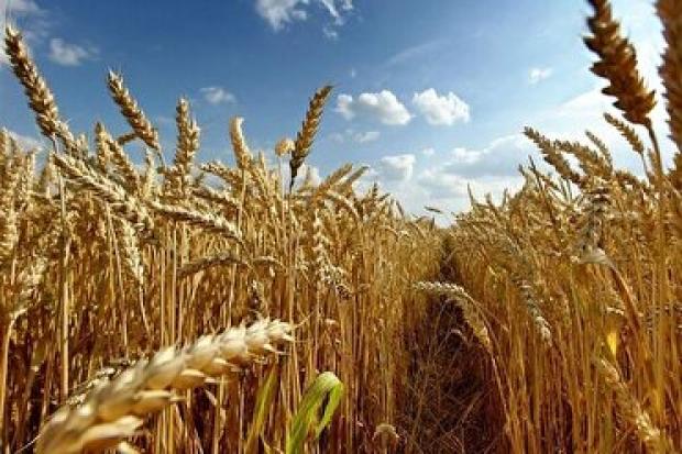 طرح جهش تولید در ۶۰۰هزارهکتار اراضی آذربایجان شرقی