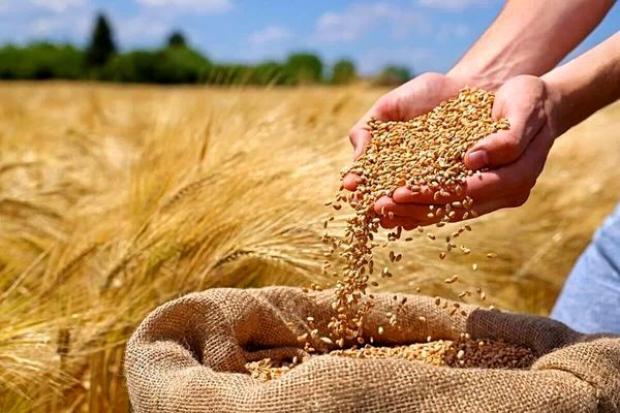 تامین ۲۷ هزار تن نیاز بذر گندم آذربایجان غربی درسال زراعی پیش رو