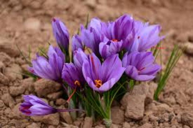 کشت طلای سرخ در حاشیه دریاچه ارومیه