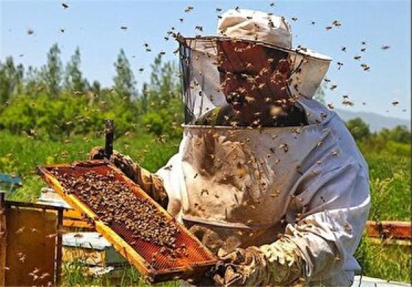تولید بیشترین عسل آذربایجان شرقی در مراغه 