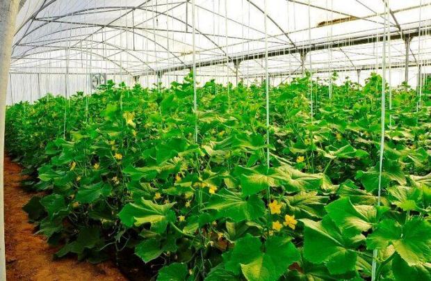 برنامه وزارت جهاد کشاورزی افزایش ۶ برابری گلخانه‌های کشور است