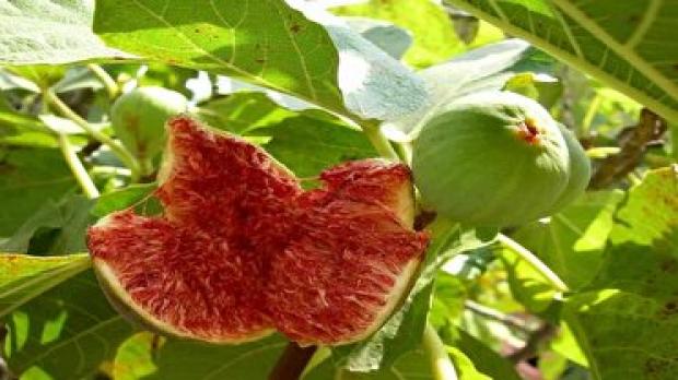 ترک فعل ها در مصوبات ستاد احیای دریاچه ارومیه پیگیری شود