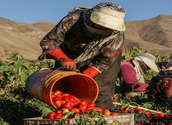 برداشت بیش از ۸۰ هزار تن گوجه‌فرنگی در میاندوآب