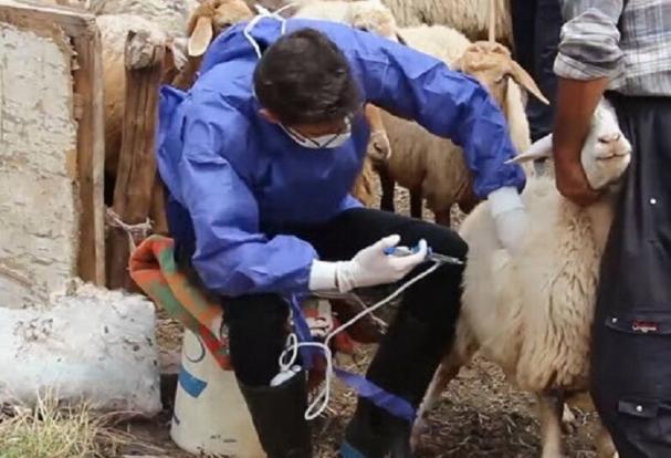 واکسینه شدن ۹۲ درصد از جمعیت دام آذربایجان شرقی علیه بیماری طاعون