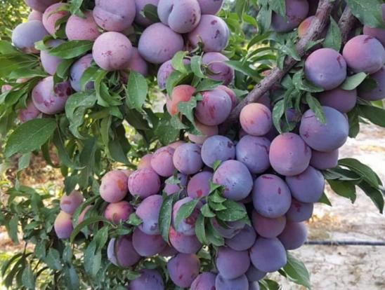 آغاز برداشت آلو از سطح باغات آذربایجان غربی 